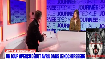 Un loup a été aperçu début avril dans le Kochersberg