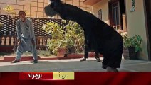 المسلسل الباكستاني بري زاد مقطورة (قريباً) بالعربية