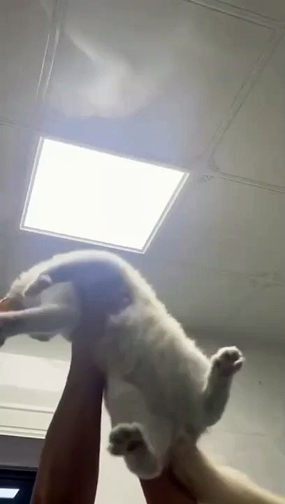 New cat funny clips