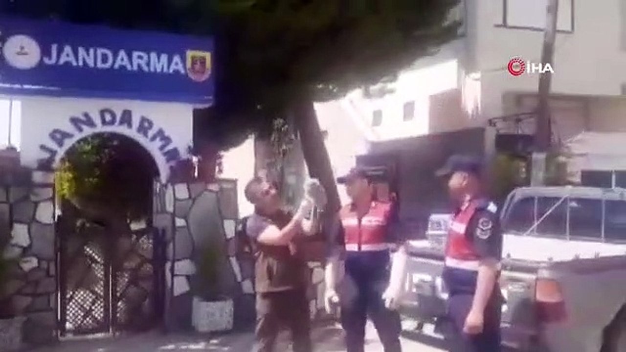 Protection pour la chouette hulotte blessée retrouvée par la gendarmerie