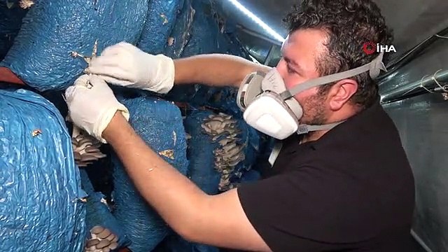 Çocukluk Arkadaşı 3 Mühendis İstiridye Mantarı Üretiyor