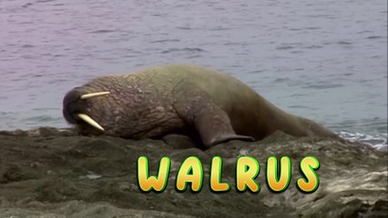 Let's Find Out the Names of Animals #5 - Learn Animal's Names for Kids and Toddlers