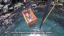 Big cat rescue: Leopard saved from 80ft well