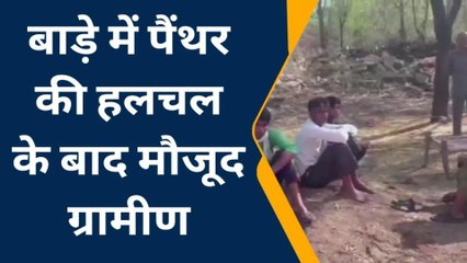 चितौड़गढ़: पैंथर की मूवमेंट से दहशत में ग्रामीण, बछड़ों को बनाया निवाला