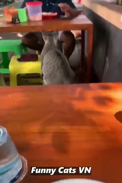 Best Funniest Videos  Cute Cats  and Funny Dogs  11_480p