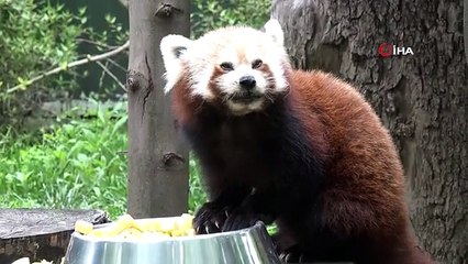 Macaristan'dan Bursa'ya getirilen kızıl pandanın keyfi yerinde