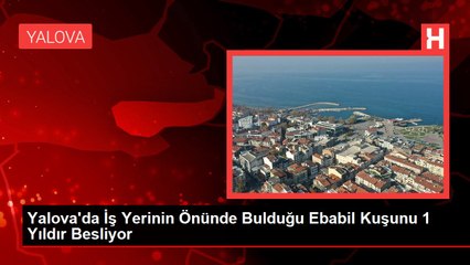 Yalova'da İş Yerinin Önünde Bulduğu Ebabil Kuşunu 1 Yıldır Besliyor