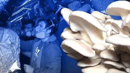 Çocukluk arkadaşı 3 mühendis istiridye mantarı üretiyor: Kilosu 70 liradan satılıyor
