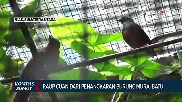 Melihat Budi Daya Burung Murai Batu di Gunungsitoli Nias