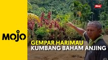 Penduduk kampung dikejutkan kehadiran harimau kumbang