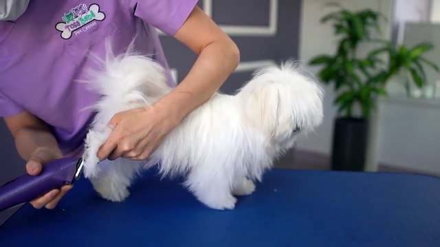 MALTESE PUPPY, FIRST GROOMING WITH SCISSOR ✂️❤️ cuteness guaranteed!