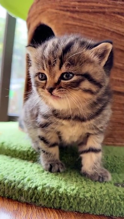 Cat's video fun