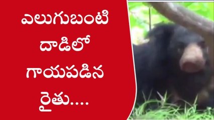 పలాస: ఎలుగుబంటి దాడిలో గాయపడిన రైతు