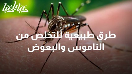 طرق طبيعية للتخلص من الناموس والبعوض