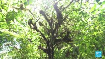 A cloud forest with no clouds? Climate change threatens Costa Rica's Monteverde