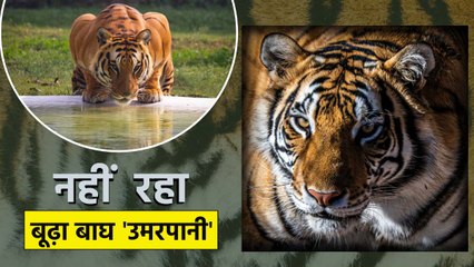 बूढ़ा बाघ 'उमरपानी' अलविदा, दो हाथियों के साथ 32 कर्मचारी भी नहीं कर पाए रेस्क्यू