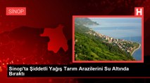 Sinop'ta Şiddetli Yağış Tarım Arazilerini Su Altında Bıraktı