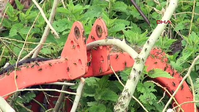 Çekirgeler Gümüşhane'nin Şiran ilçesinde evleri ve tarım arazilerini istila etti