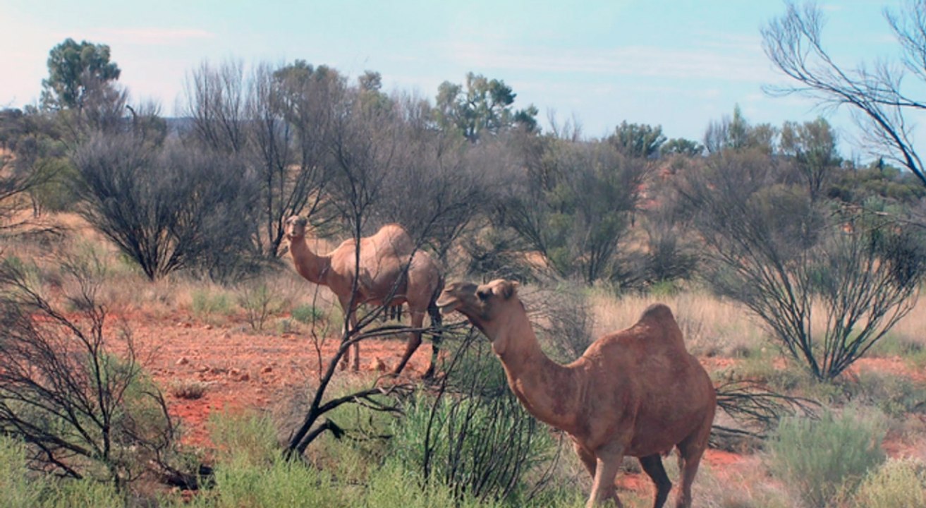 Australien: busfahrer stirbt nach zusammenprall mit kamelen