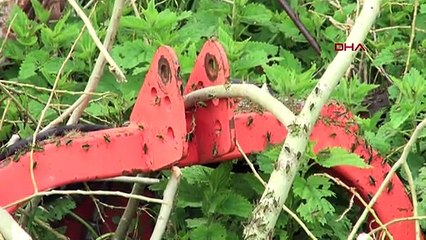 Gümüşhane'de çekirge istilası!