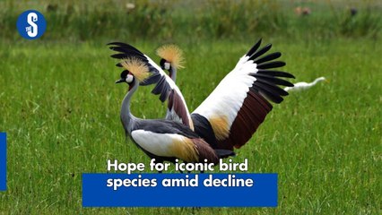 Hope for iconic bird species amid decline
