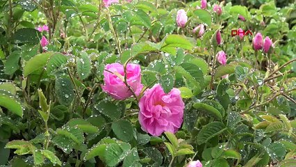 La saison des roses retardée d'un mois à Isparta en raison des précipitations
