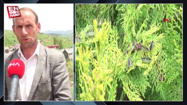 Gümüşhane'de çekirgeler köyü istila etti