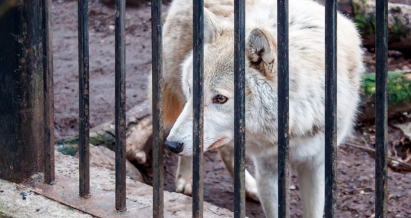Güttersbach: wolf streunt gefährlich nah im wohngebiet