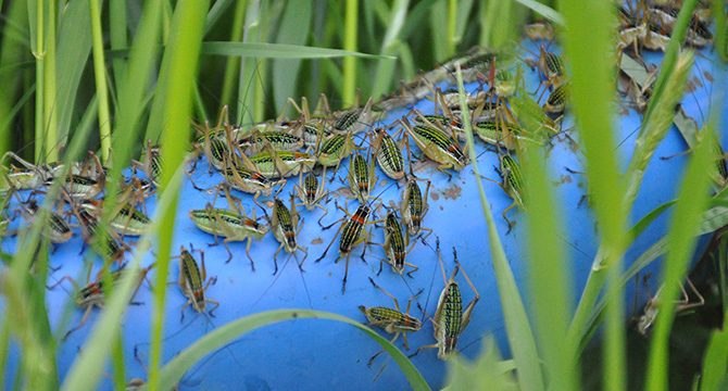 Çekirgeler köyü istila etti