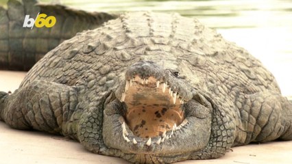 Crocodile Park In Dubai Officially Open to the Public