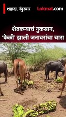 शेतकऱ्याचं नुकसान, ‘केळी’ झाली जनावरांचा चारा