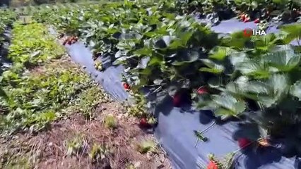 Çiftçiler Devlet Destekli Çilek Bahçesi Kurup Üretime Geçti