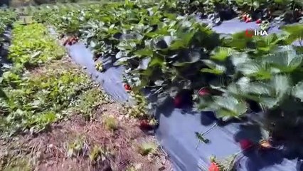 Les agriculteurs ont créé un verger de fraises soutenu par l'État et ont commencé la production