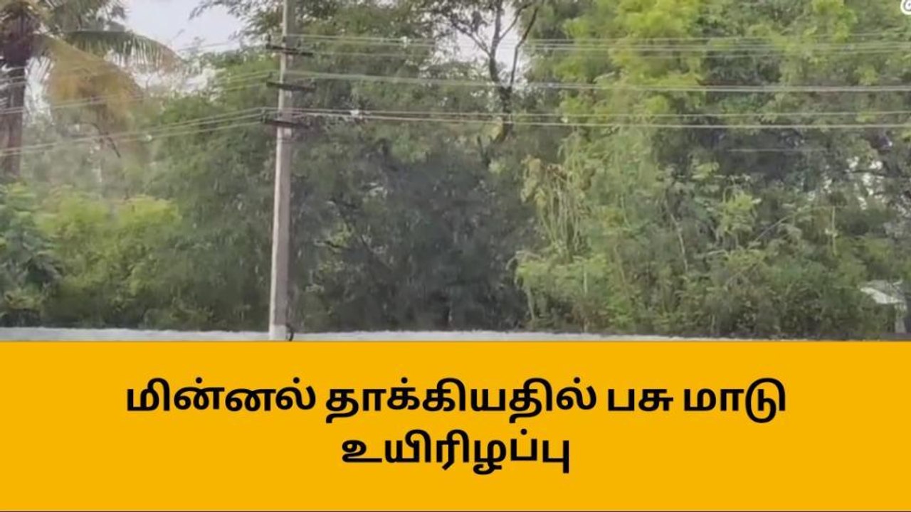 ஈரோடு: மின்னல் தாக்கியதில் பசு மாடு உயிரிழப்பு!