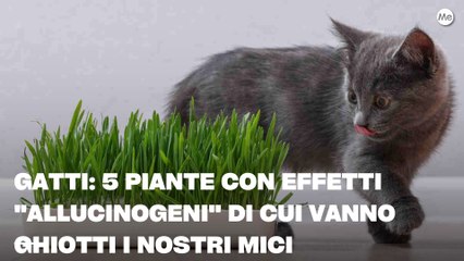 Download Video: Gatti: 5 piante con effetti 