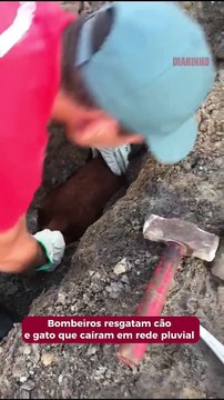 Bombeiros resgatam cão e gato de tubulação