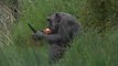 El chimpancé Koko cumple 50 años