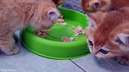 Please give me MEAT!  Hungry kittens _ asmr