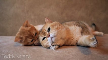 Precious moment _ Cat William meet his son Akai