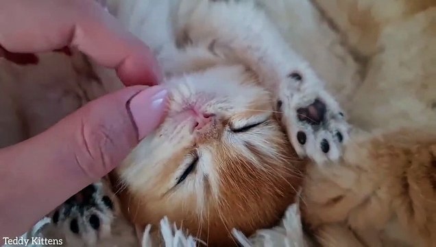 Purring Sleepy Kitten Time for Relaxation