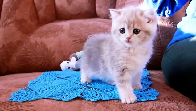 Playful Tiny Kitten Amelia Sweetheart. British Shorthair