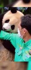 Panda Fu Bao act cute