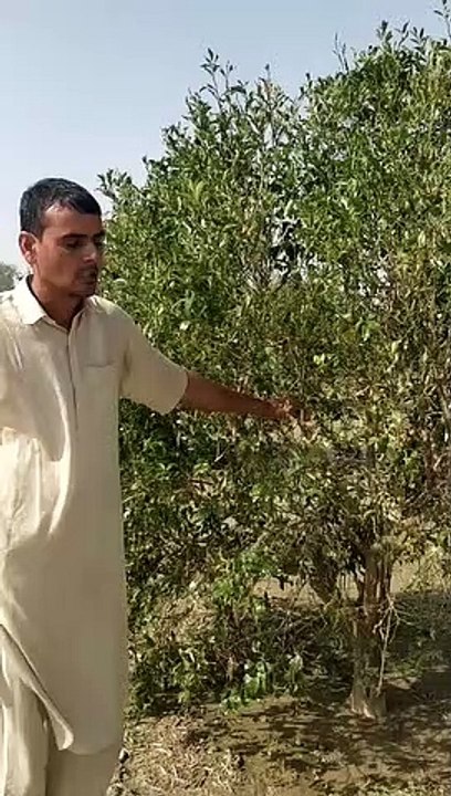 अंधड़ व ओलावृष्टि से किन्नू की बागवानी को हुआ नुकसान