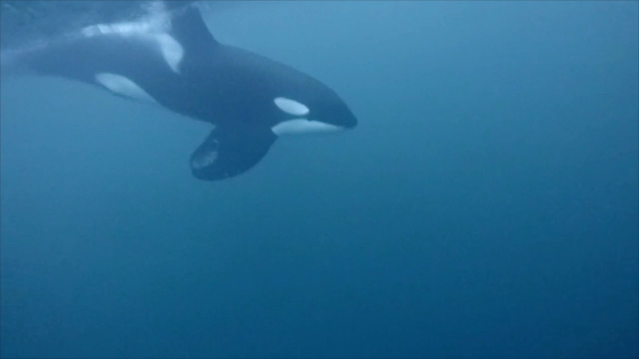 Darum häufen sich gefährliche Orca-Attacken