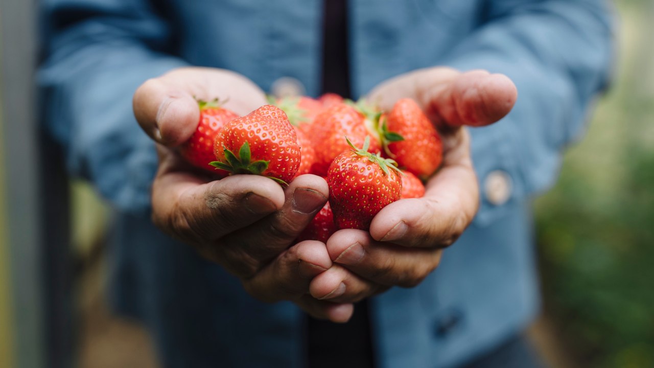 Behörde: Erdbeeren unbelastet von Pflanzenschutzmitteln
