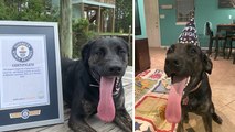 Yaşayan en uzun dilli köpek rekorunun sahibi: Zoey