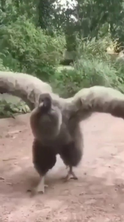 Big Garuda Animals Video