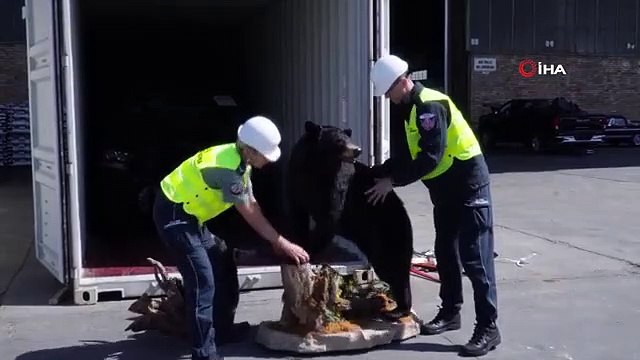 Des ours noirs américains en peluche saisis en Pologne