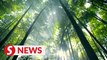Booming bamboo business powers China's green growth