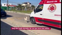 Cão subiu na maca com tutor que passou mal em Itapema